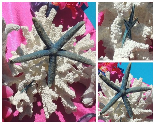 Coral & starfish collage
