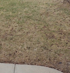 INSPIRATION: Crunchy, ugly, brown grass that just teases us with sprigs of green. :-(