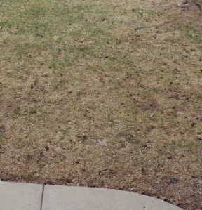 INSPIRATION: Crunchy, ugly, brown grass that just teases us with sprigs of green. :-(