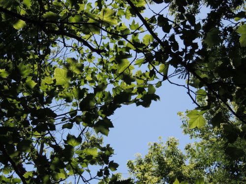 Tablescapes at Table Twenty-One, www.tabletwentyone.wordpress.com, Italian Honeysuckle: View of sky through branches